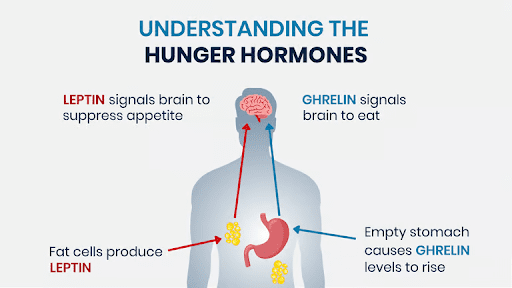 Role of Hunger Hormone “Ghrelin” in Long-Term Weight Loss Gastric Sleeve