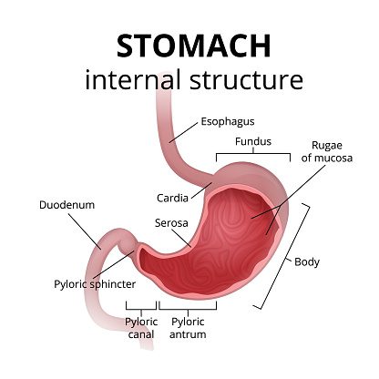 A detailed diagram of the structure of the inside of the stomach.