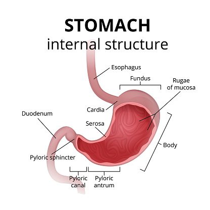 How to Prevent Stomach Stretching After Gastric Sleeve Surgery - Freedom  Bariatrics