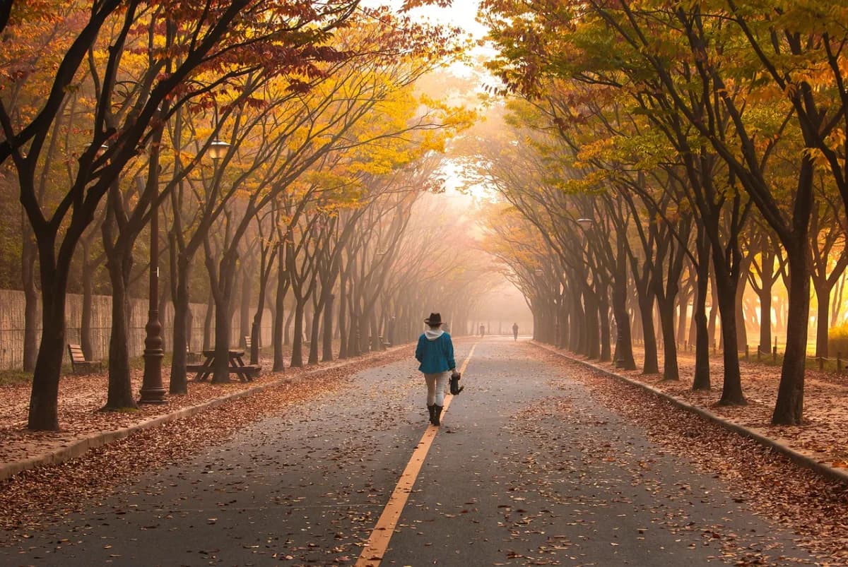 A person walking along a tree-lined avenue in autumn.